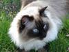 Ragdoll Sir Tengil