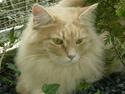 Maine Coon Percy