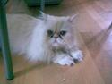 Perser Konrad Kat