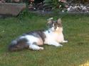 Huskat Gustav - Gris -