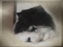 Perser Well-done´s Cuti Pie