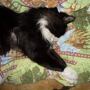 Blanding af racer Findus