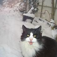 Blanding af racer Findus