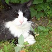 Blanding af racer Findus