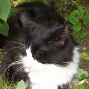 Blanding af racer Findus