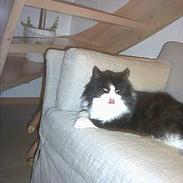 Blanding af racer Findus