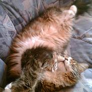 Maine Coon birger