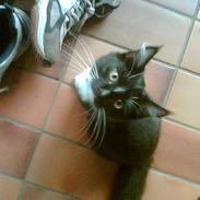 Blanding af racer muss