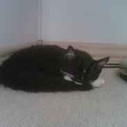 Blanding af racer muss