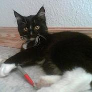 Blanding af racer muss