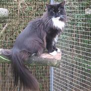 Norsk Skovkat GIC. DK Bsolsen Aslan