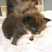 Norsk Skovkat GIC. DK Bsolsen Aslan