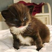 Norsk Skovkat GIC. DK Bsolsen Aslan