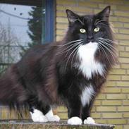 Norsk Skovkat GIC. DK Bsolsen Aslan