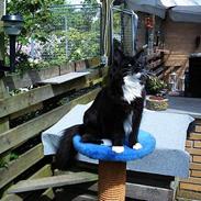 Norsk Skovkat GIC. DK Bsolsen Aslan