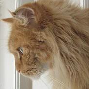 Maine Coon Diablo