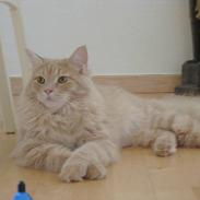 Maine Coon Percy