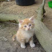 Maine Coon Tyson