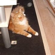 Maine Coon Simba