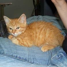 Blanding af racer Qato