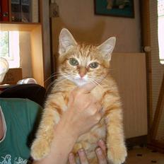 Blanding af racer Qato