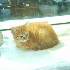 Blanding af racer Qato