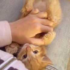 Blanding af racer Garfield