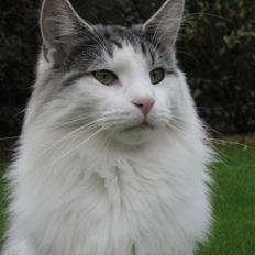 Norsk Skovkat Na`zyia´s Daniel Lacombe