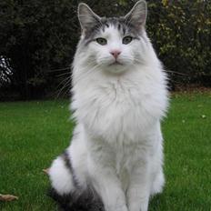 Norsk Skovkat Na`zyia´s Daniel Lacombe