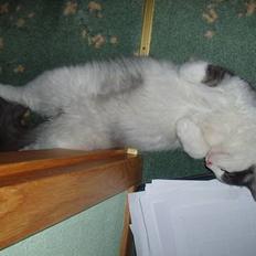 Blanding af racer Titania - Norsk Skovkat