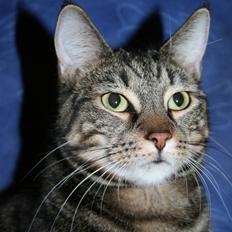 Blanding af racer Mille KASTRAT