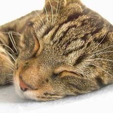 Blanding af racer Mille KASTRAT