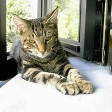 Blanding af racer Mille KASTRAT