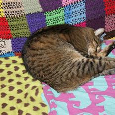 Huskat Bjarne - "Baby" - Mismand