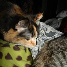 Blanding af racer Cirkeline