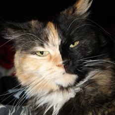 Blanding af racer Cirkeline