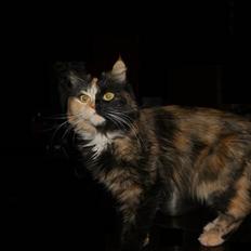 Blanding af racer Cirkeline