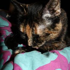 Huskat Freja - "prinsesse" (Død og savnet.)