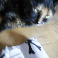 Huskat Freja - "prinsesse" (Død og savnet.)