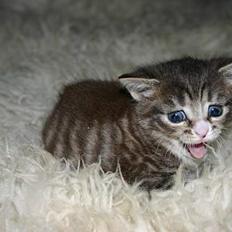 Blanding af racer Rhea