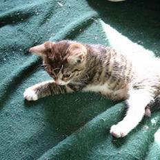 Blanding af racer Rhea