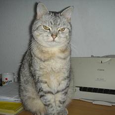 Blanding af racer Idefix