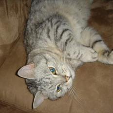 Blanding af racer Idefix