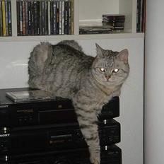 Blanding af racer Idefix