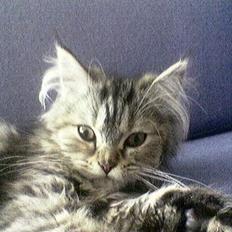 Blanding af racer Gucci