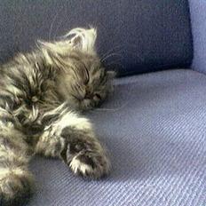 Blanding af racer Gucci