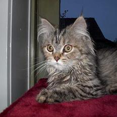 Blanding af racer Gucci