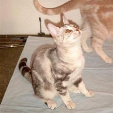 Europé Dk C-Guns Akemi