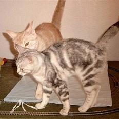 Europé Dk C-Guns Akemi