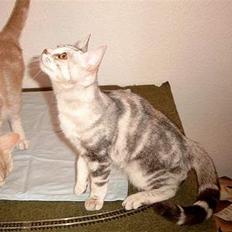 Europé Dk C-Guns Akemi